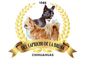 CHIHUAHUA MALAGA